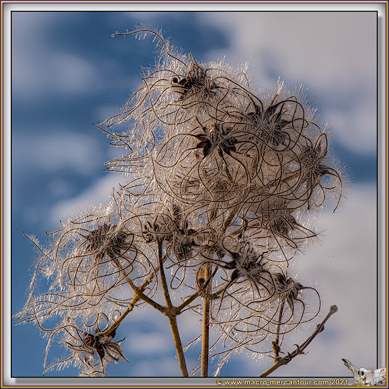 CLEMATITE DES HAIES